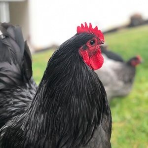 Meet your Posher, Melissa